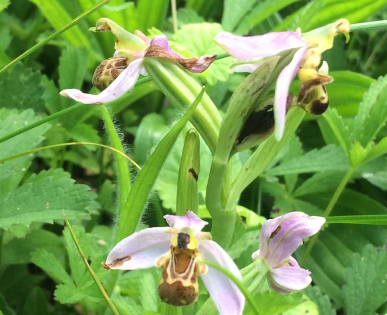 orchidée abeille Noemie Du Cottier2